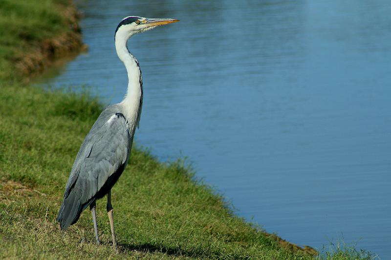 blou reier 1.jpg - Blou reier